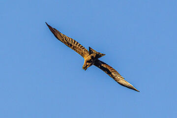 eagle in flight