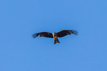 eagle in flight