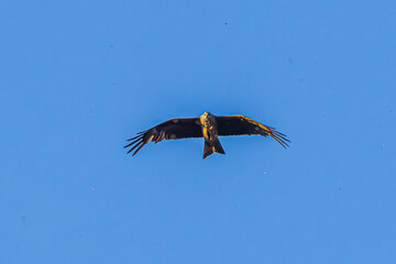 eagle in flight