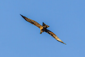 eagle in flight