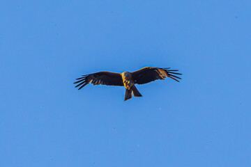 eagle in flight