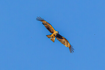 eagle in flight