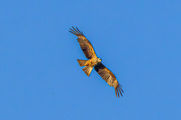 eagle in flight