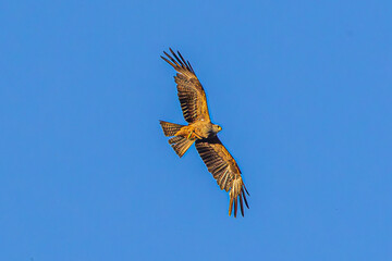 eagle in flight