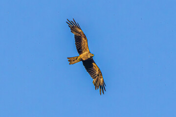 eagle in flight