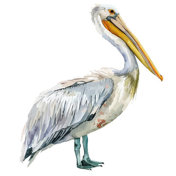 recommend clip art: Watercolor of a Pelican, isolated on a white background, Pelican vector, Pelican clipart, Pelican art, Pelican painting, Pelican Graphic, drawing clipart.