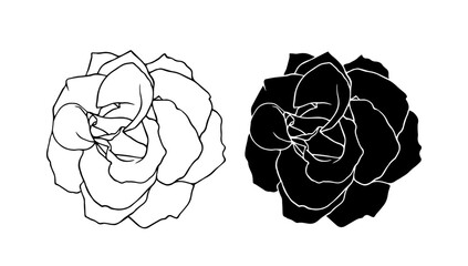 Botanical linear sketch, outline, silhouette of rose flowers. Vector graphics.
