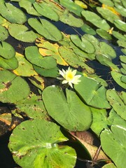 water lily in the pond
