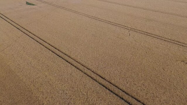 drone flight over grain wheets field (4K)