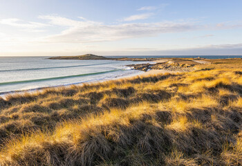 Dune de pors carn - 3