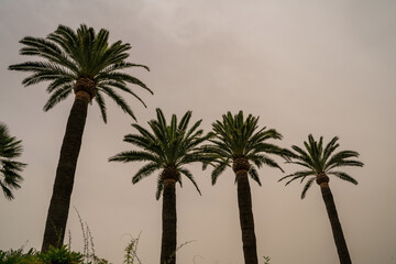 Palm trees silhouette grey overcast day with clouds formed showing a sign of rain