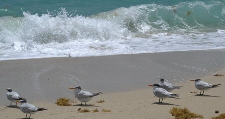 Muchas gaviotas podemos ver en playa norte,buscando alimento o simplemente jugando con el mar.