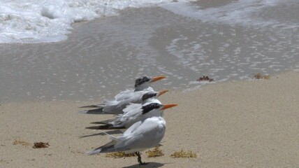 Muchas gaviotas podemos ver en playa norte,buscando alimento o simplemente jugando con el mar.