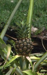 Gran variedad de bromelias en Miami Beach,el clima tropical es ideal para estas flores.