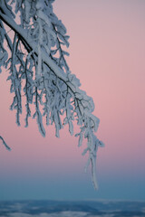 A pink sunrise over Norway's winter landscape. Experience the serene beauty of snowy mountains and frosty trees bathed in the soft hues of dawn. Perfect for winter photography.