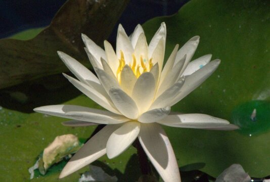 Plantas acuaticas y orquideas abundan en Miami,el clima humedo ayuda mucho a su crecimiento.
