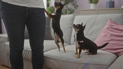 Man indoors with two chihuahuas in a cozy living room setting.