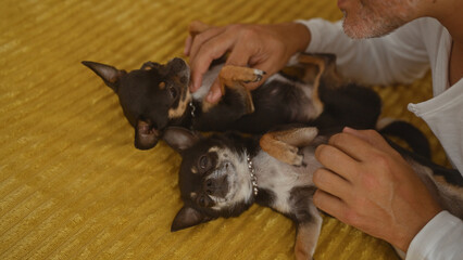 A man gently petting two chihuahuas on a bed in a cozy indoor bedroom setting.