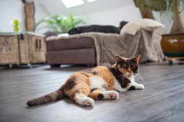 Entspannte liegende Britisch Kurzhaar Katze  in ihrem Zuhause © Heidi Bollich