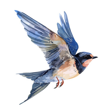 recommend clip art: Watercolor clipart of a Swallow bird, isolated on a white background, Swallow vector, Illustration painting, Graphic logo, drawing design art