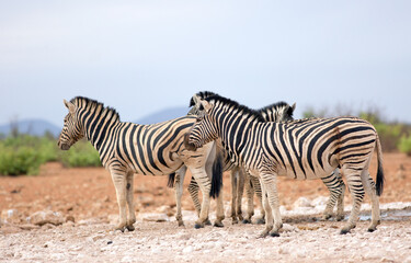 Small herd of Common Zebra standing on the dry Etosha Plains - Namibia