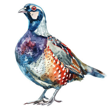 recommend clip art: Watercolor drawing of a quail, isolated on a white background, clipart image, Illustration painting, design art, quail vector, Graphic logo, drawing clipart. 