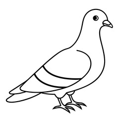 Bird Vector Illustration