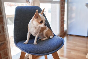 A chihuahua sits attentively on an office chair, indoors by a window, symbolizing pet-friendly workplaces.
