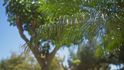 Sunlight filtering through the leaves of a green palm against a clear blue sky.