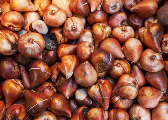 Close-up of multiple tulip bulbs in a full frame background, suitable for gardening and agriculture themes.