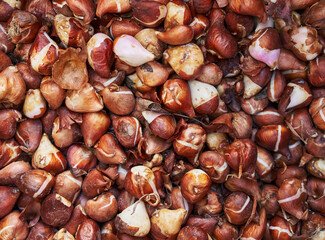 Close-up of multiple tulip bulbs in natural earthy tones for agricultural, gardening, and horticultural themes.