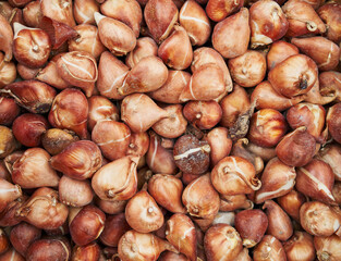 A close-up of unpeeled tulip bulbs clustered together, showcasing textures and natural colors.