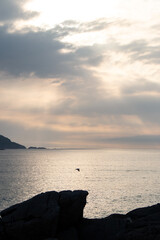 Bird flying over ocean at sunset