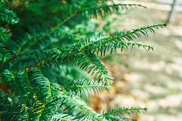 Lush yew branches captured in bright natural light, illustrating vibrant greenery in a serene forest setting.
