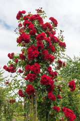 Climbing purpur rose Amadeus. Exquisite varieties of roses in the rose garden in Germany