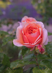 The hybrid tea rose Chippendale with blooms of delicate apricot color and a strong, sweet-tart scent