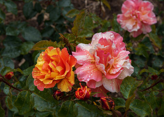 The hybrid tea rose Fruite has two-tone color blooms,