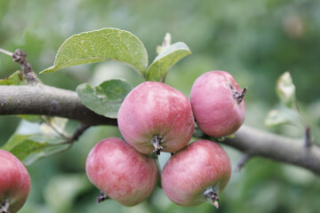 Small red apples on branch in autumn. Abstract fall natural background. Rich harvest. Farming, agriculture concept. Harvesting of ripe apple. Fruits for sale. Healthy meal.
