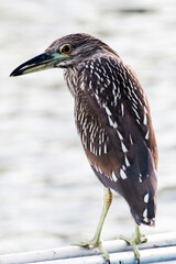 Um socó-pintado aguardando um peixe para pescar no canal de Ponta Negra -Maricá - RJ