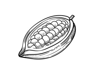 Cocoa bean seed hand drawn sketch. Cooking ingredient for chocolate vector illustration