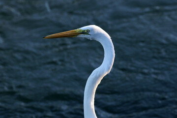 Garça-branca-grande no detalhe no canal de Ponta Negra - Maricá - RJ