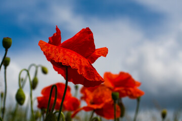 Kwitnące maki 2024 © Krzysiek Cegiełka