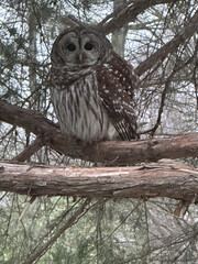 great horned owl