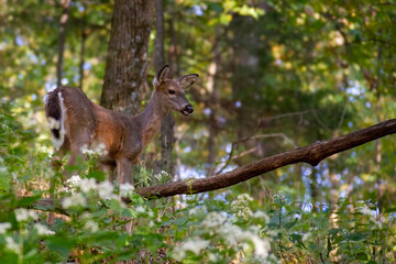 Deer in the forest with wildflowers and trees