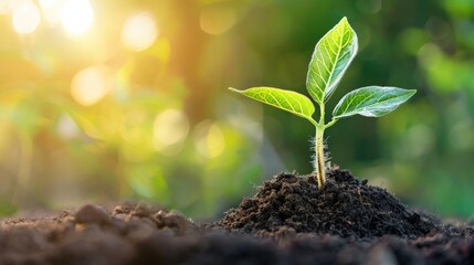 A small green plant is growing in the dirt. Concept of growth and new beginnings