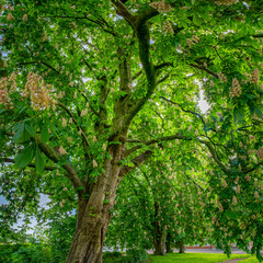 Blooming Chestnut Trees In Summer