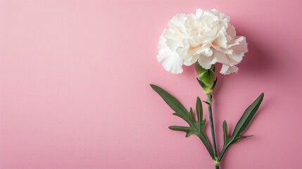 White carnation flower on pink background with copy space