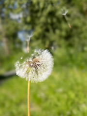 dandelion seeds flying away in the wind