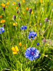 blue cornflower in the field on sunny day, outdoor