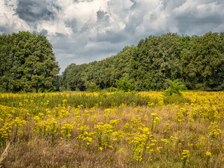 De Groote Peel Wildflowers